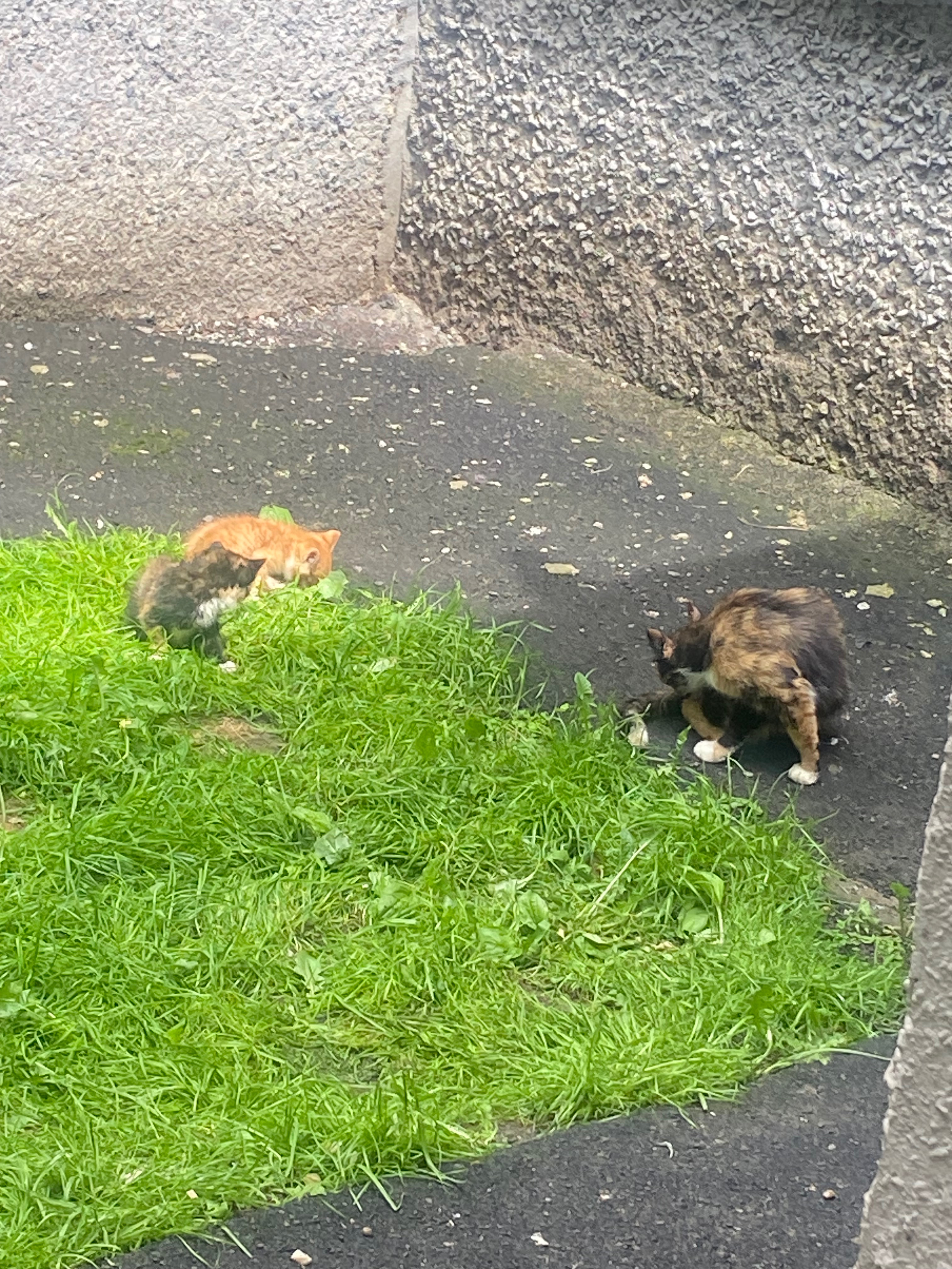 chat